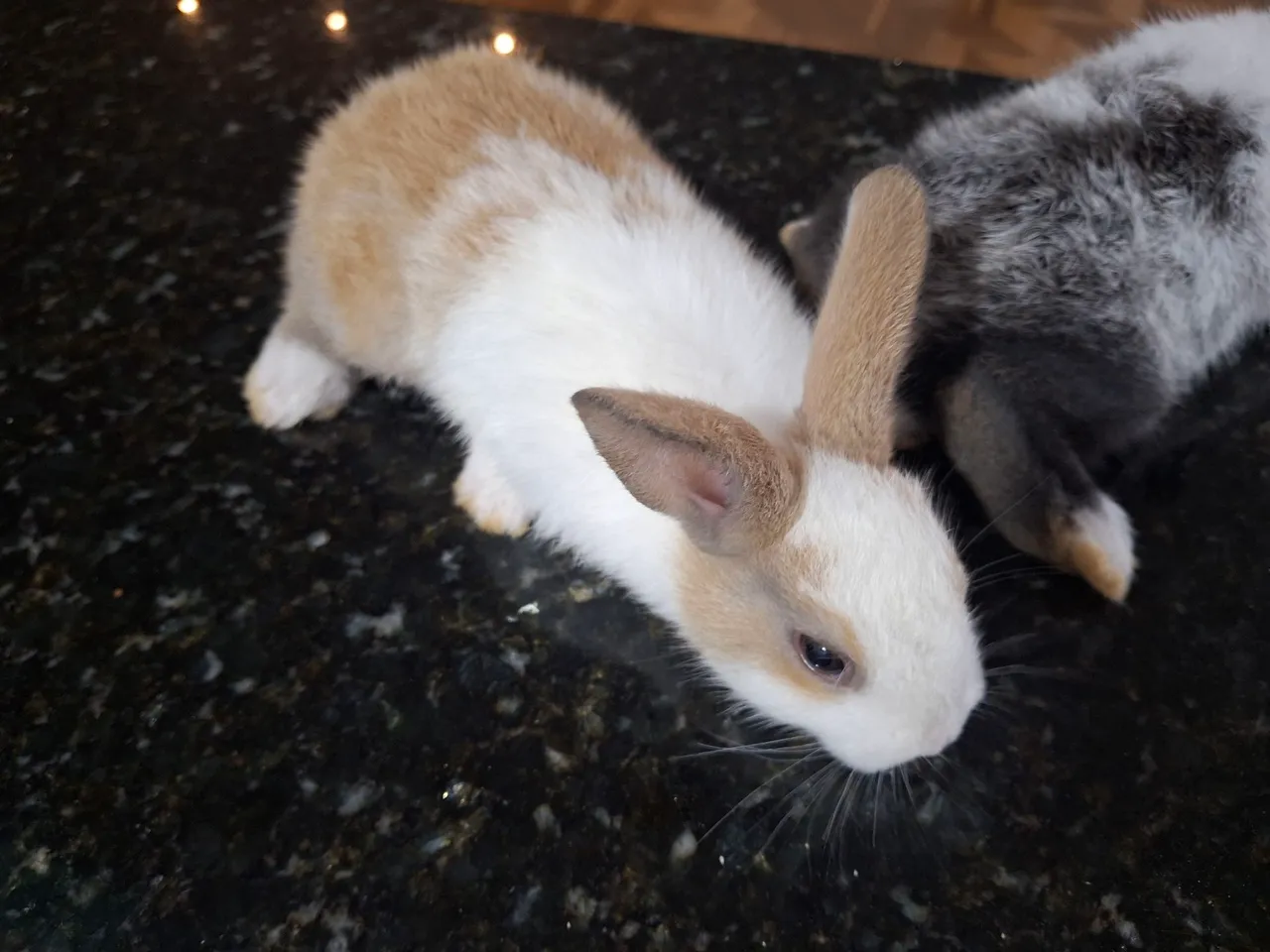 Coelhinhos filhotes - Lindos e fofos! 50$