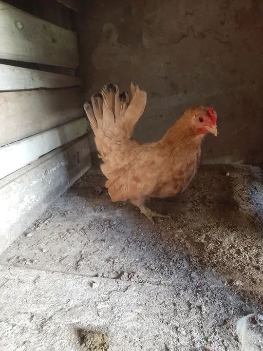 Galinhas Garnize mini.