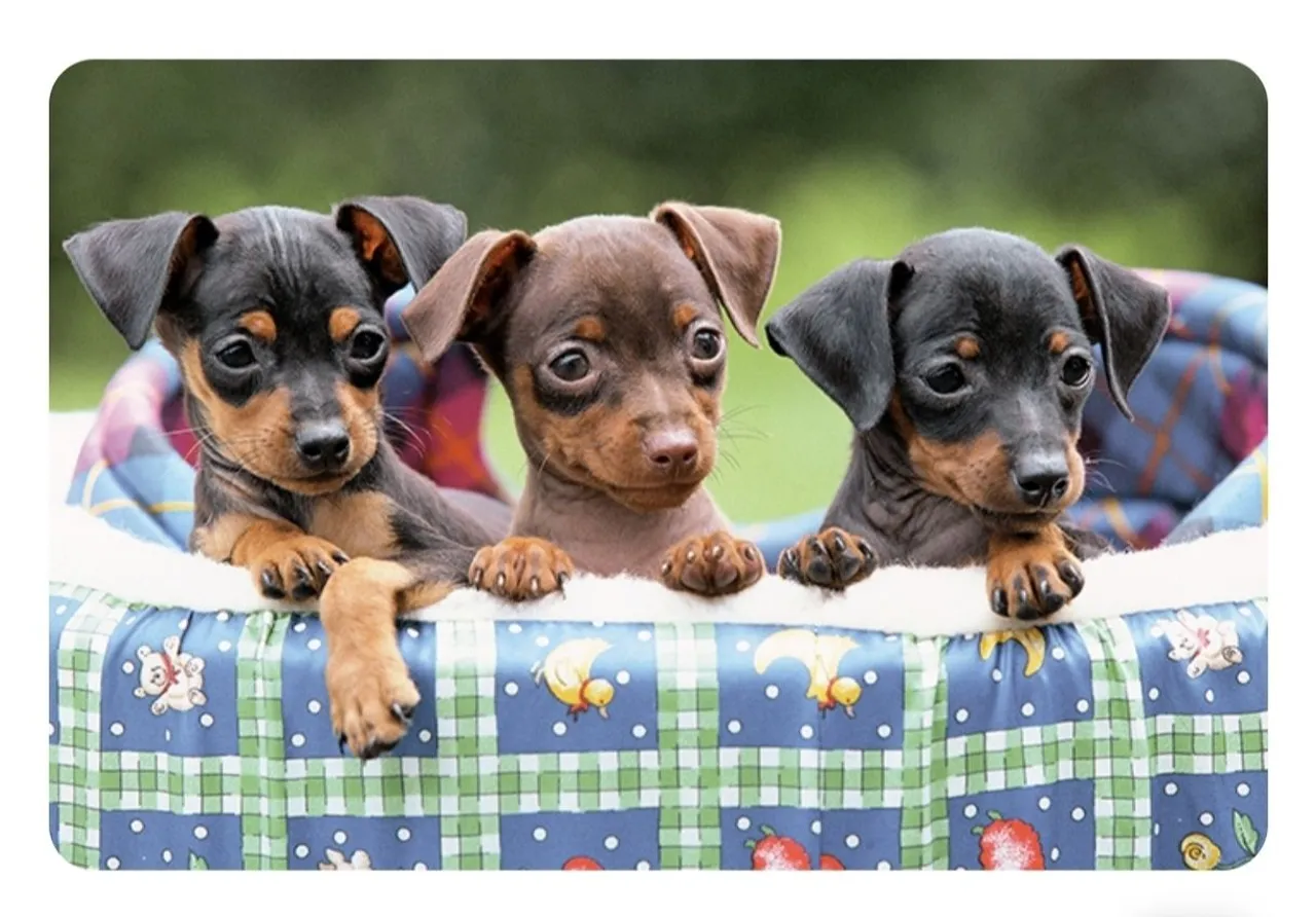 Filhote de Pinscher Macho