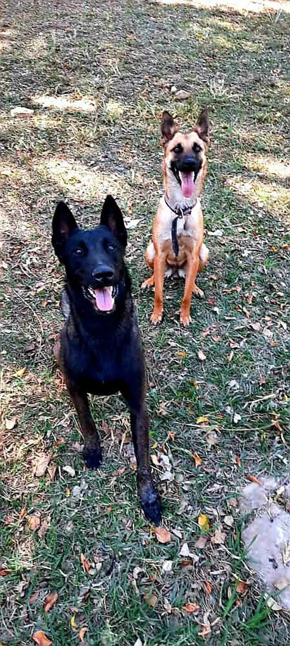 Cobertura de Pastor belga de malinóis - Foto 4