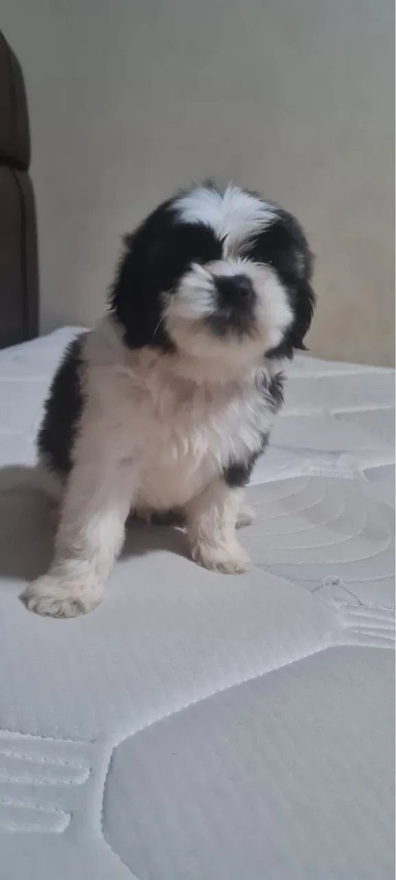 Filhote Shih Tzu 