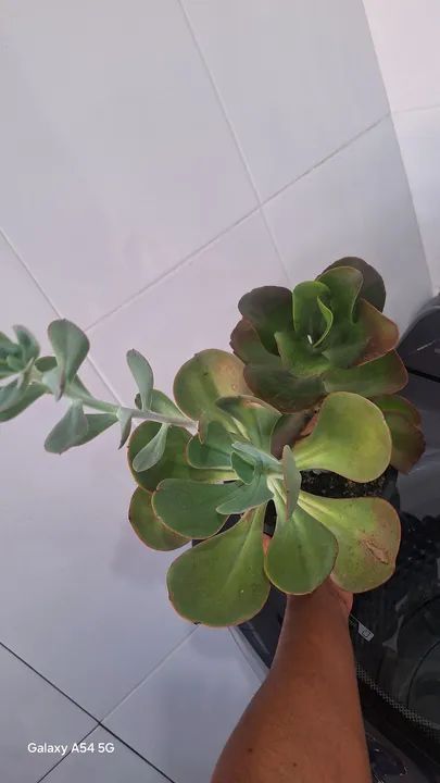 Planta suculenta Echeveria