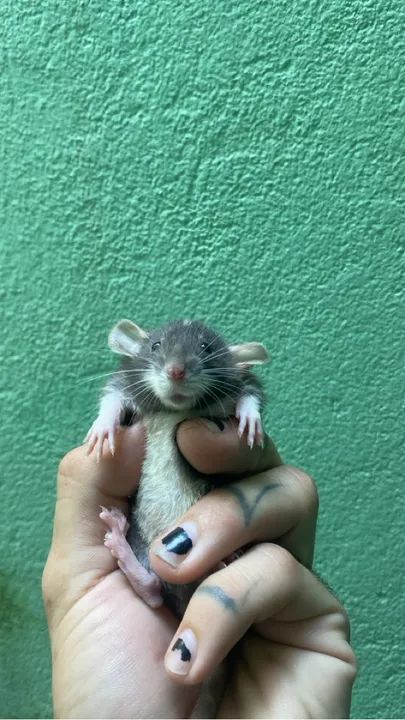 Pets Twister- mercol pet -Dumbo - Pet (machos e fêmeas disp) - Foto 3