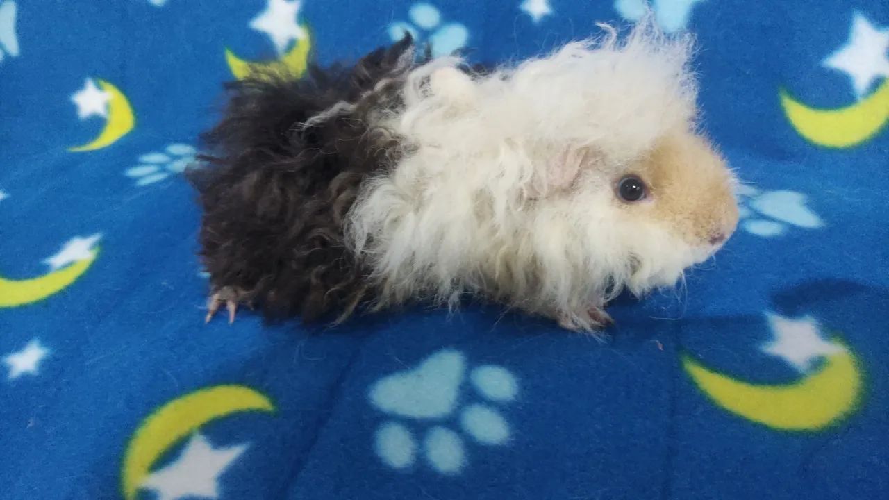 Machinhos disponíveis. - Foto 3