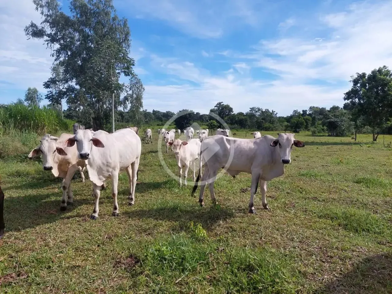Fazenda a venda na região de Várzea Grande-MT à 4 km da praia grande, contendo 60 Hectares