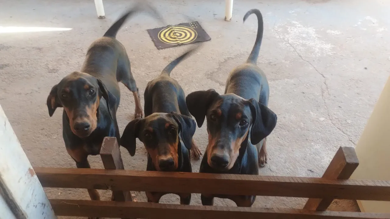 Lindos filhotes de Doberman disponíveis, já vacinados e vermífugos estão com 9 meses.