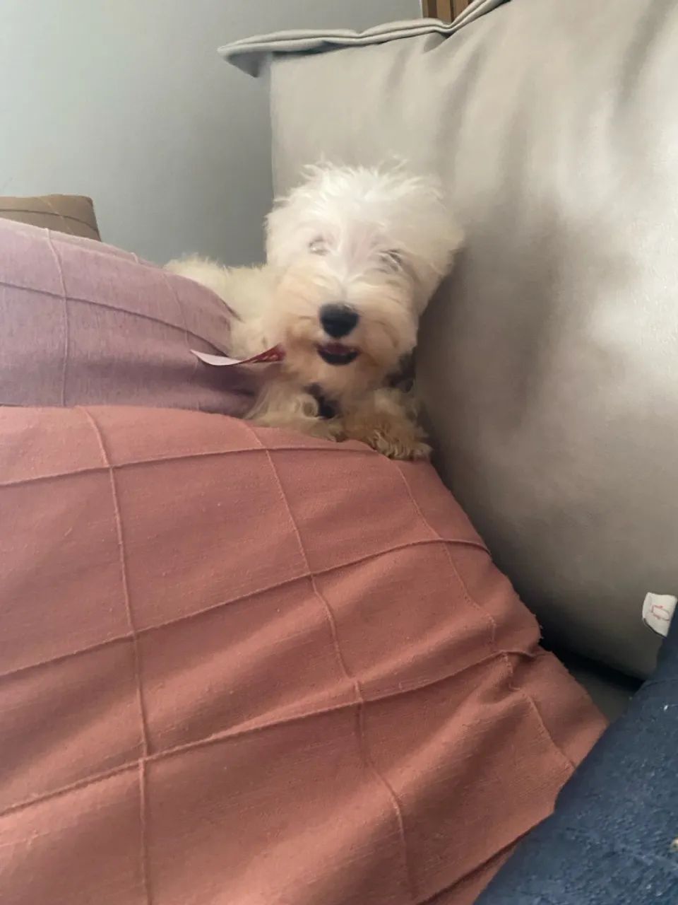 Schnauzer Branco miniatura  - Foto 2