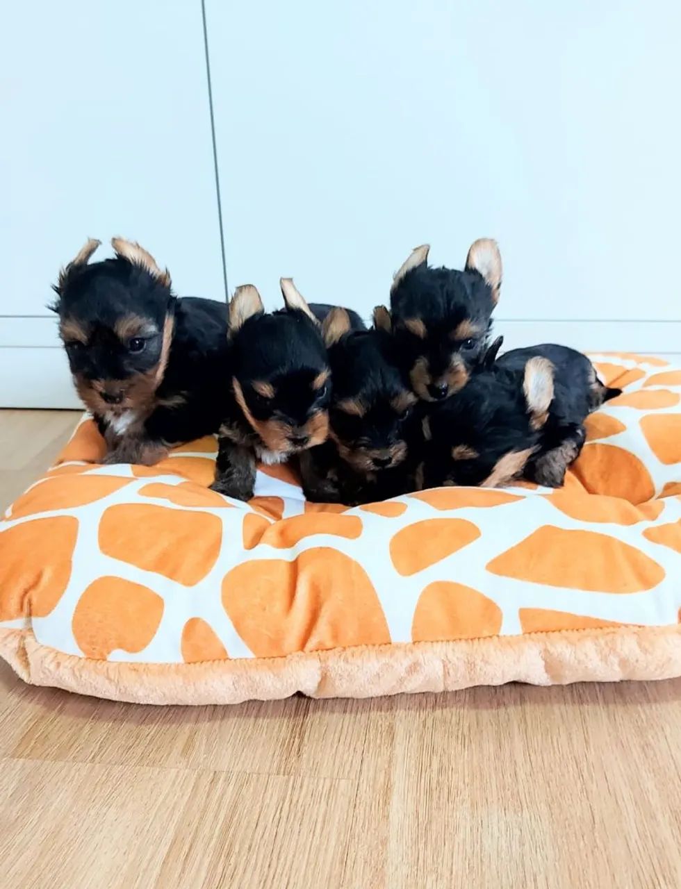 Yorkshire Terrier Filhote  - Foto 4