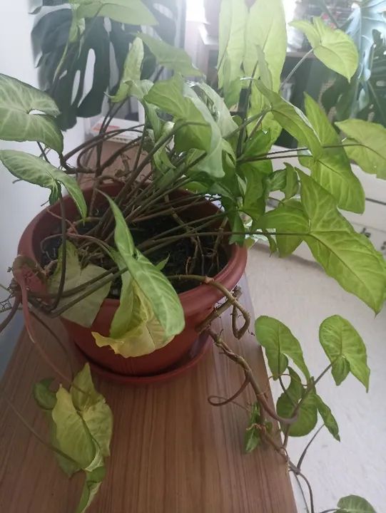 Planta Singônio - Foto 3