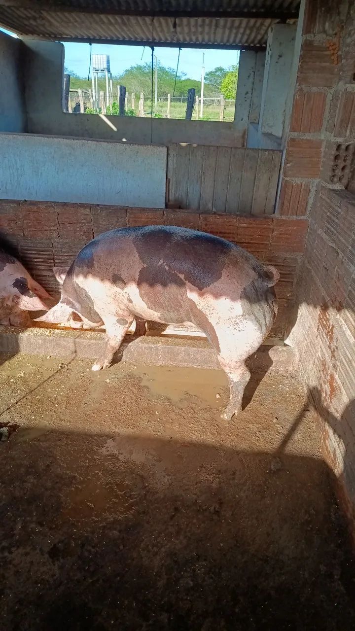 Porcas  - Foto 2