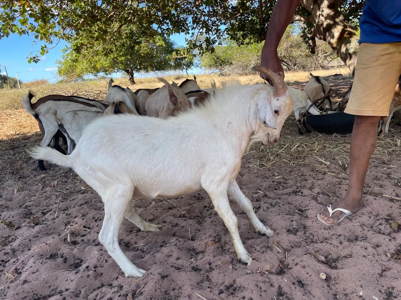 Vende-se bode Saanem 