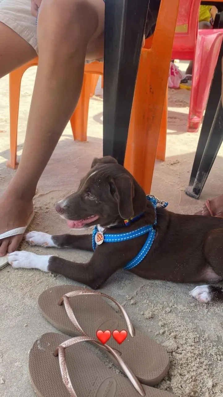 Filhote de Pitbull com dálmata-  Carinhoso e Brincalhão