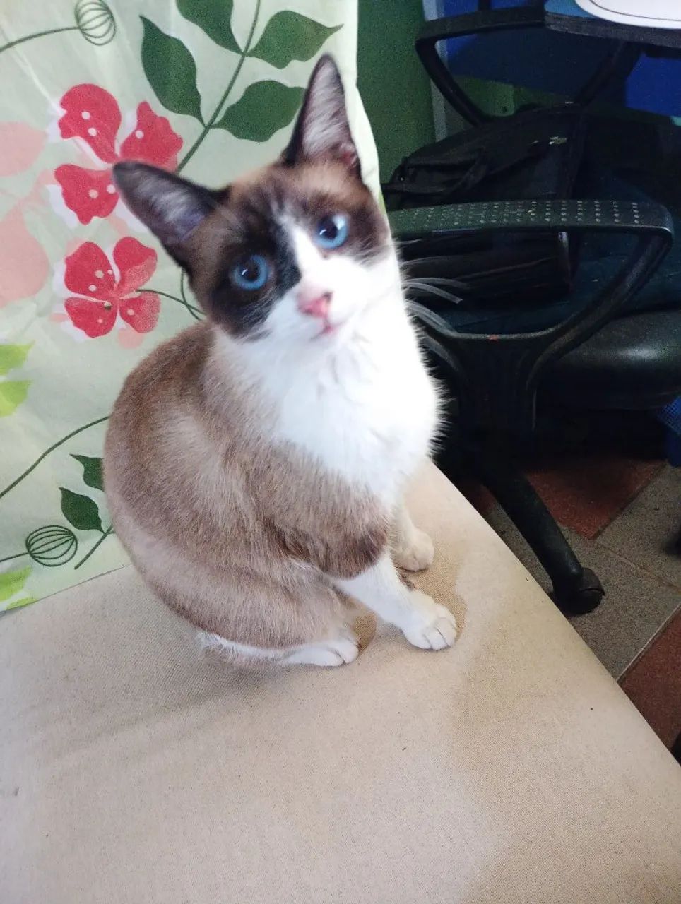 Gata raça radgoll oito mês  - Foto 3