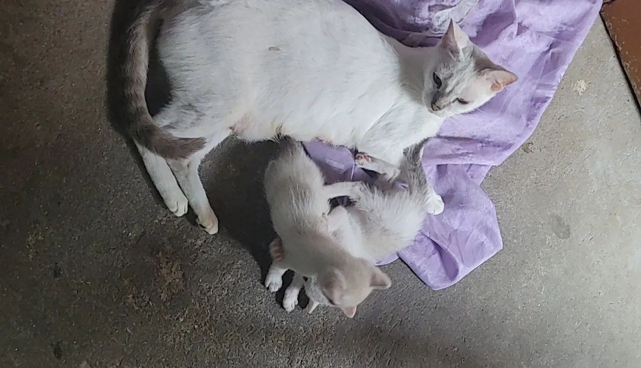 Doa se gatinhos - Foto 3