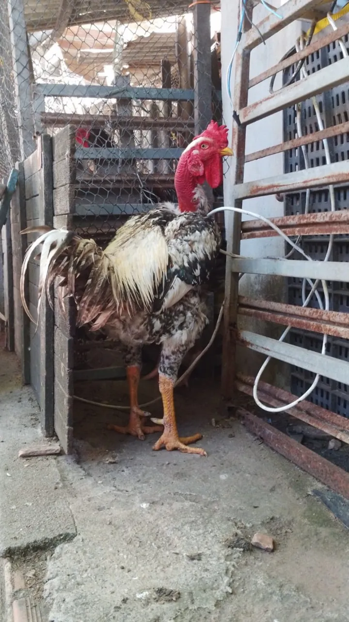 Vendo Galo de Raça!!
