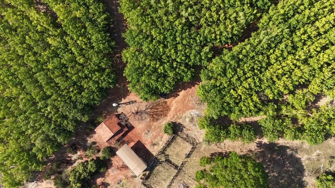 41 alqueirão - Cana / Seringueira  - Foto 3