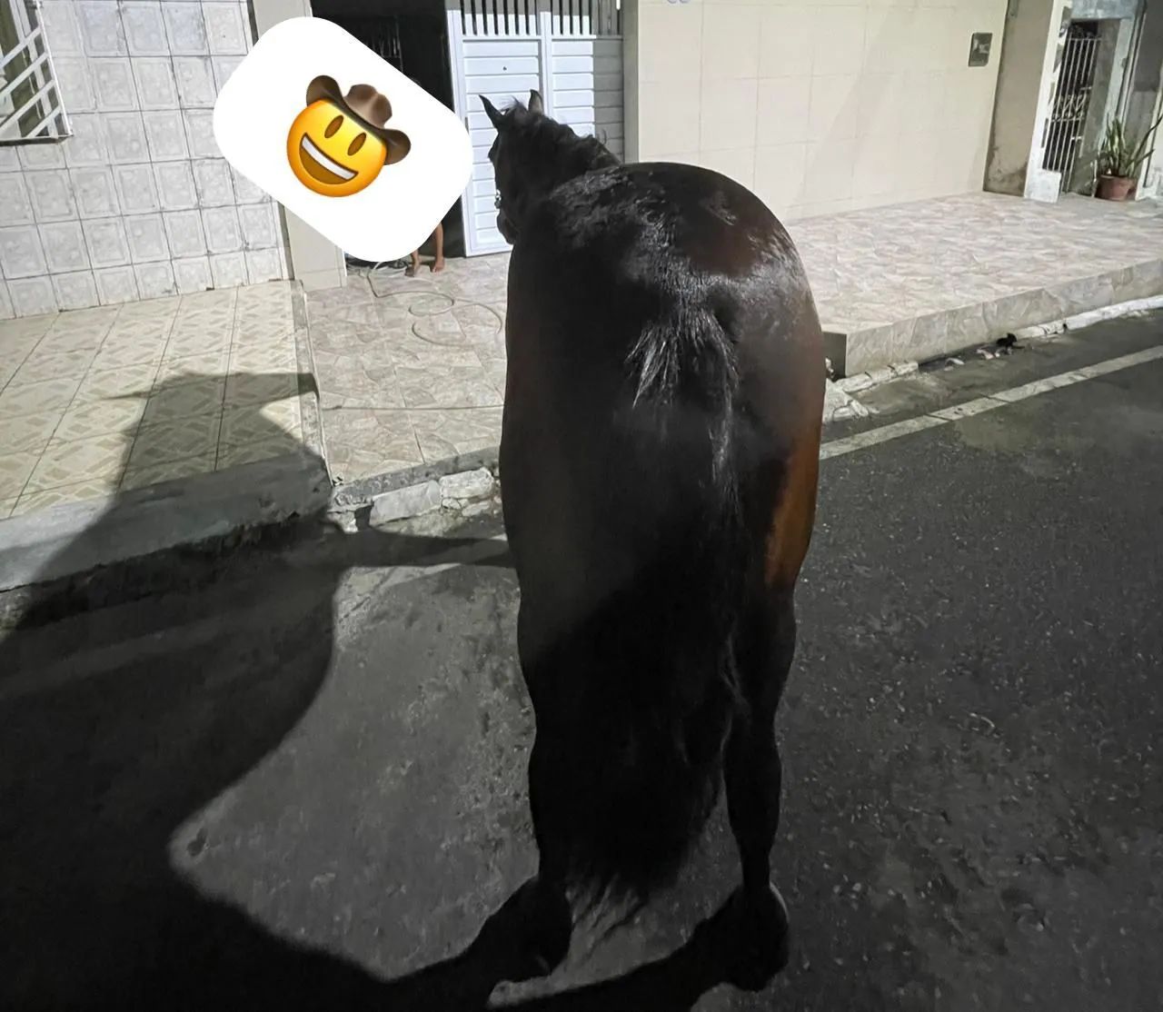 Vende-se esse cavalo  - Foto 2