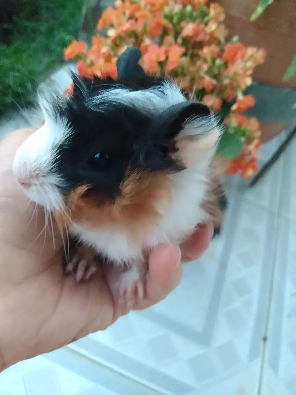 Vendo filhotes de porquinhos da índia  - Foto 3