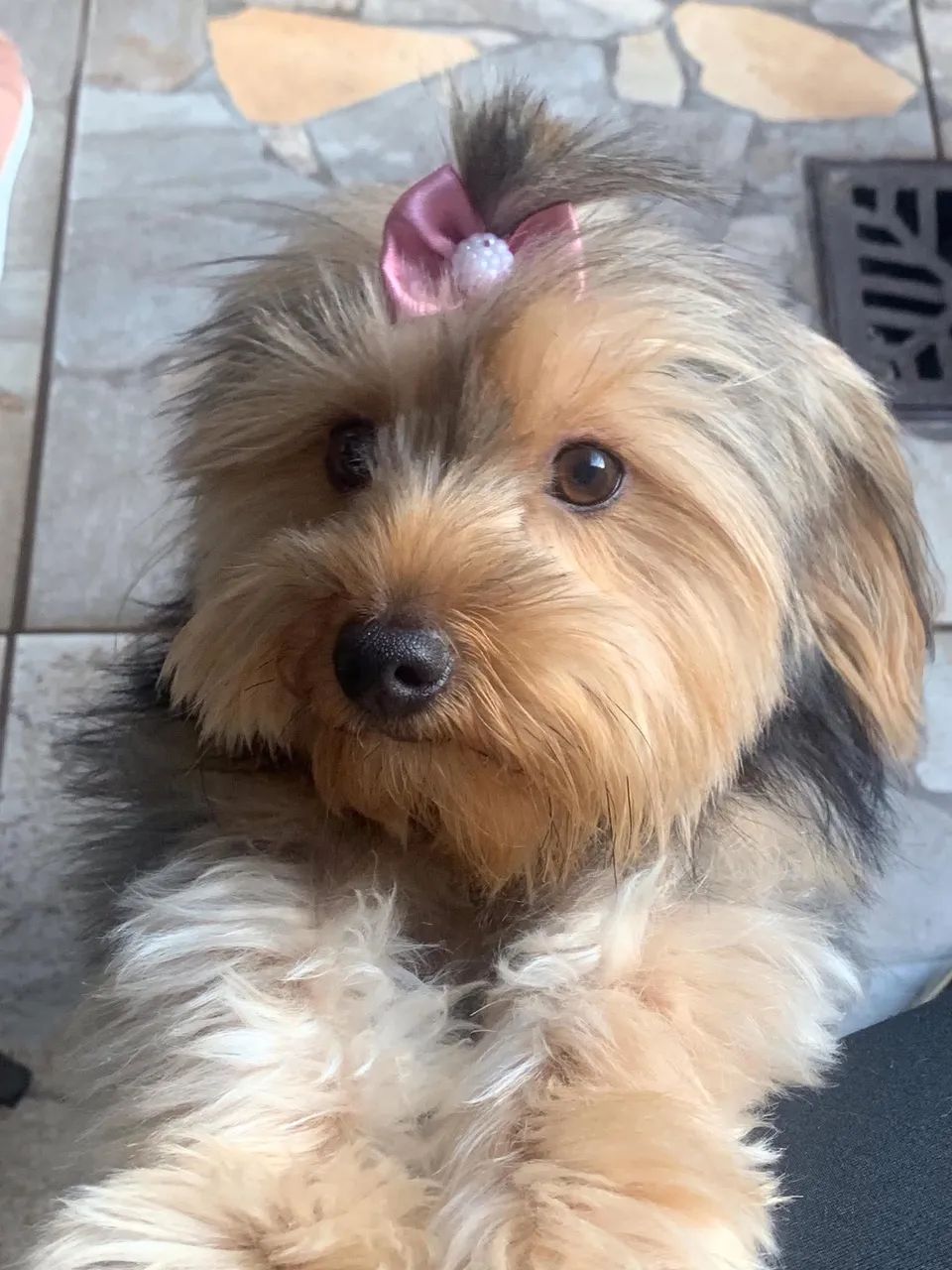 Fêmea de York - Foto 2