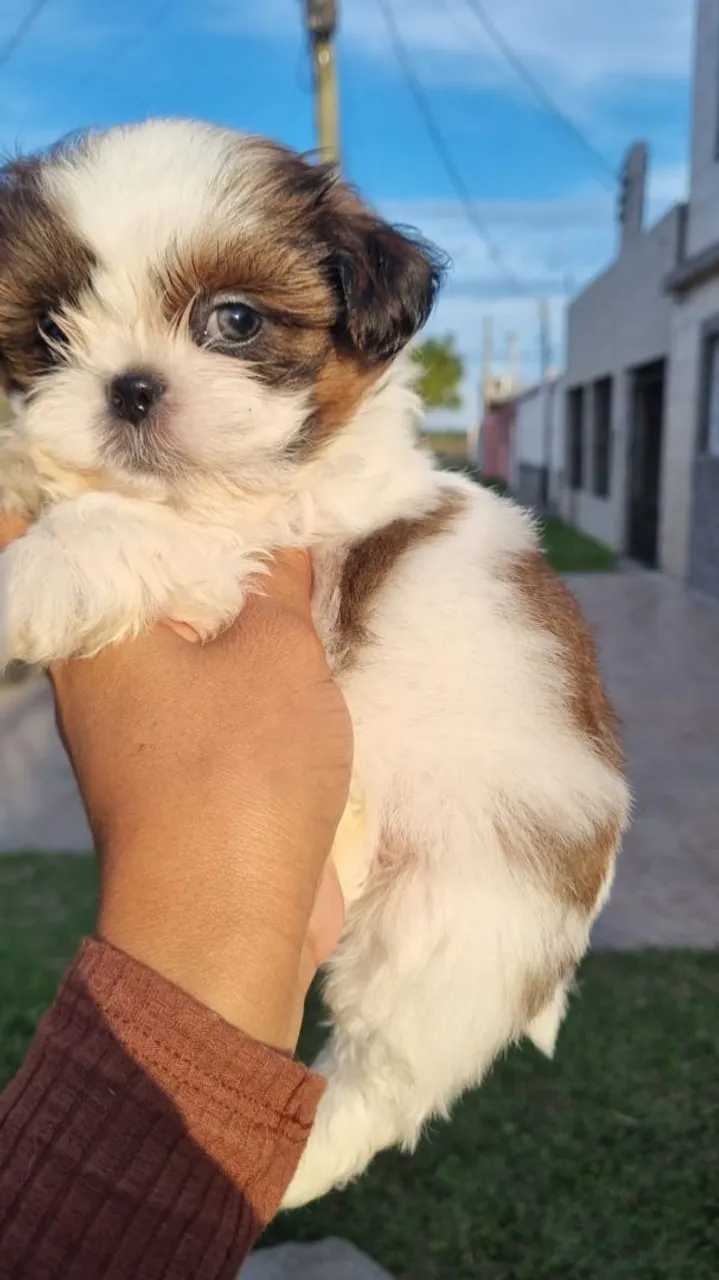 Filhote Shih Tzu macho com vacina