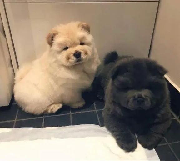 Filhotes de Chow Chow | Chow Chow com pedigree | Hero Dog?s 