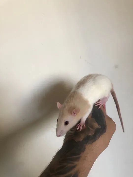 Ratas Twister - Hamster 