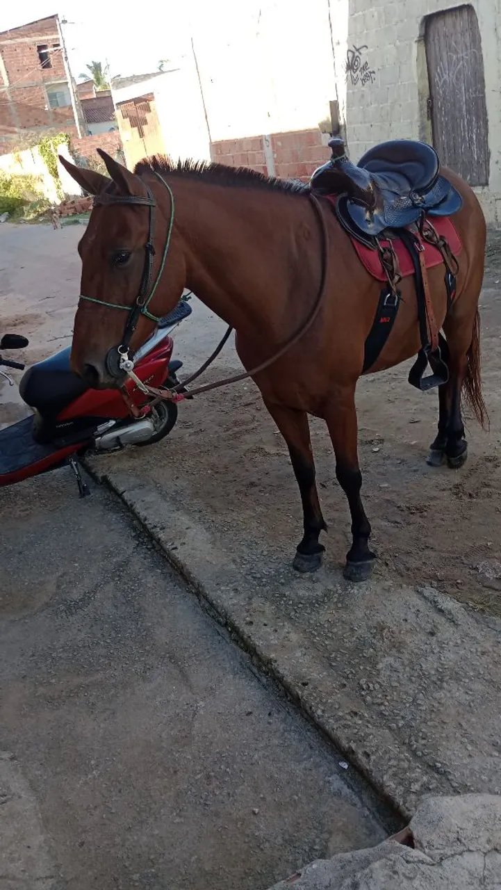Cavalinho de macha picada top pra vender