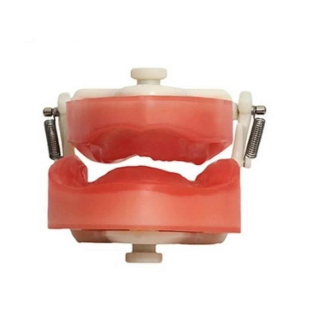 Modelo Anatômico de Boca e Dentes - Odontologia