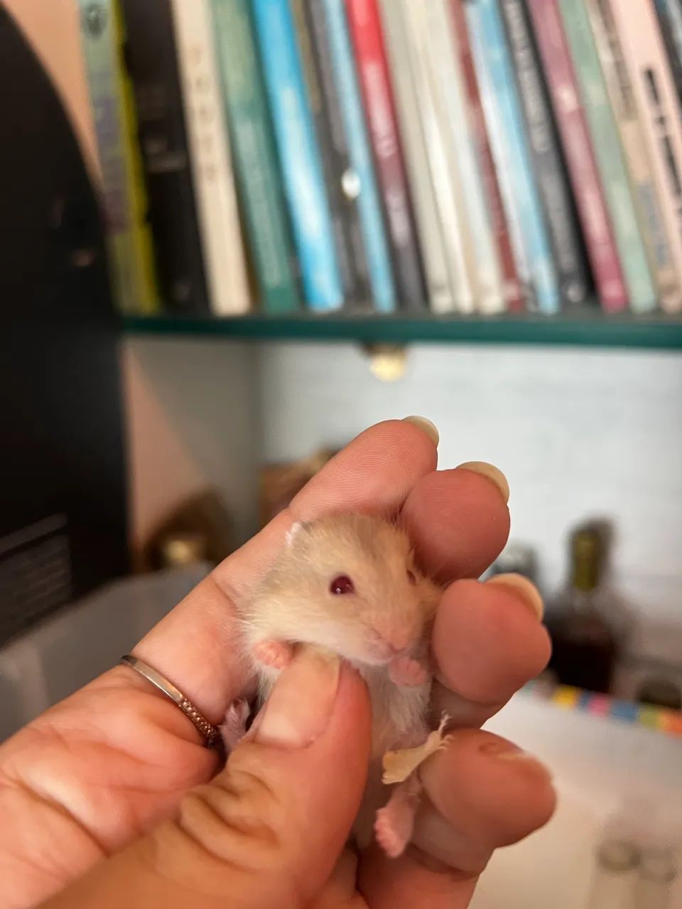 Hamster anao russo - Foto 3