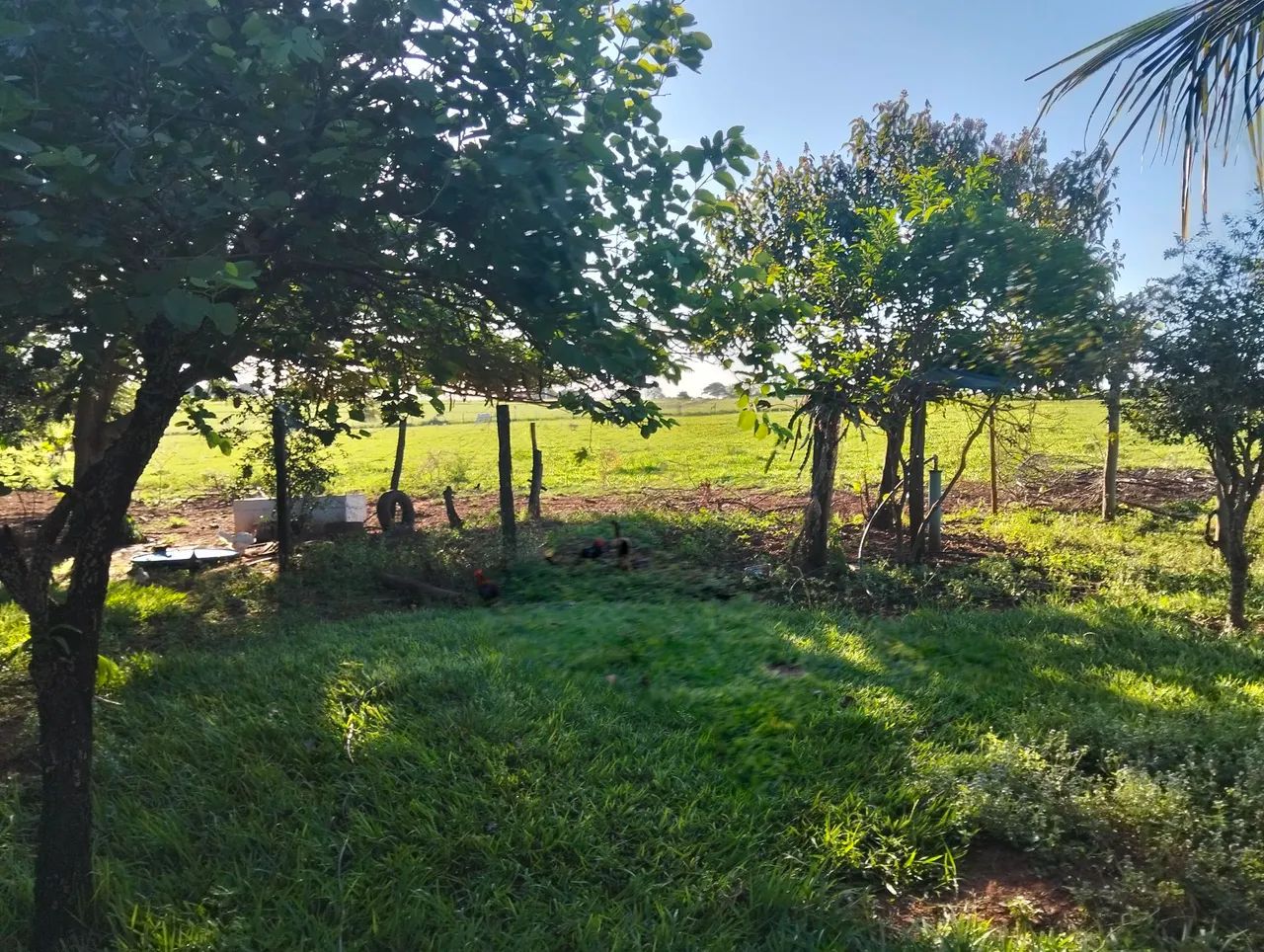 Sitio a venda em Mirandópolis-SP - Foto 4