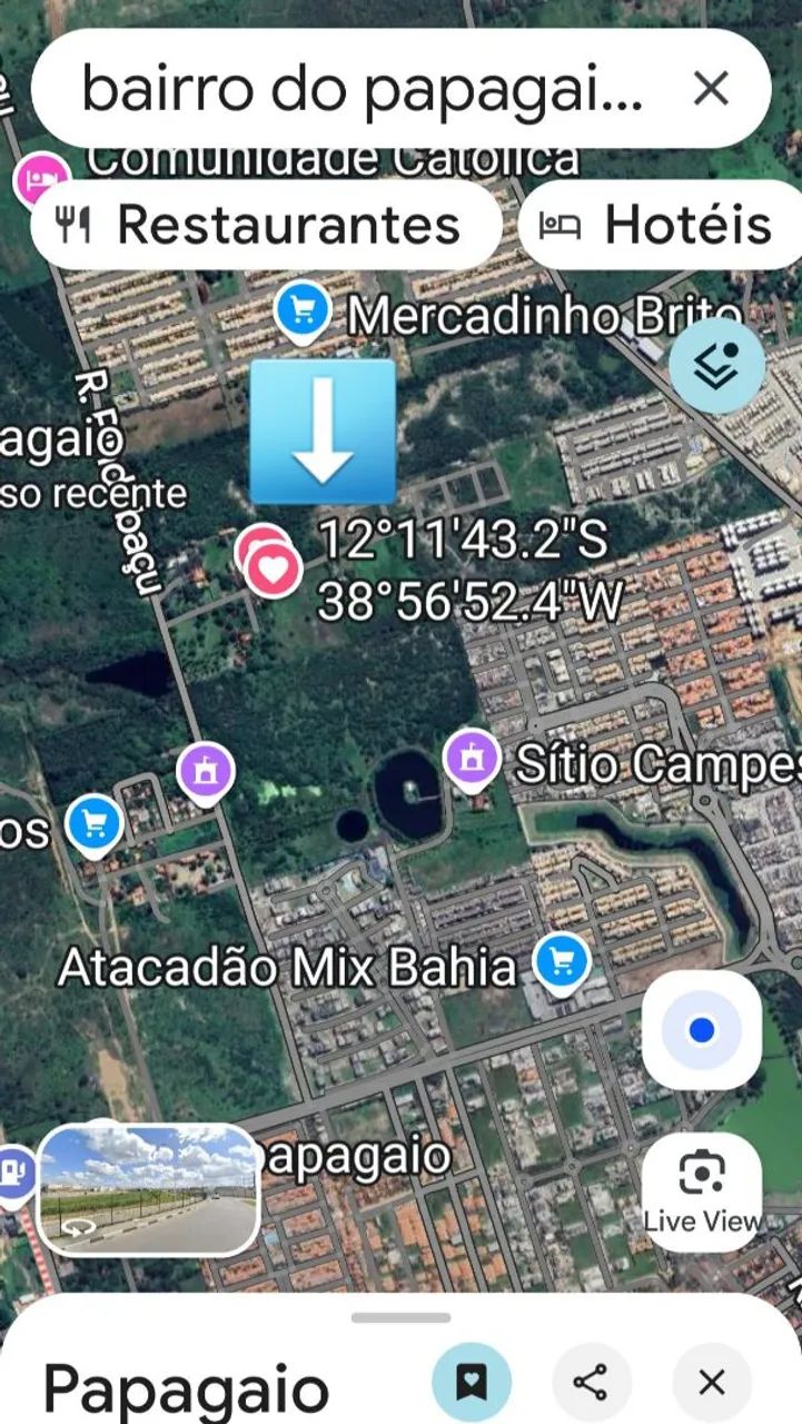 Foto - Feira de Santana - Papagaio