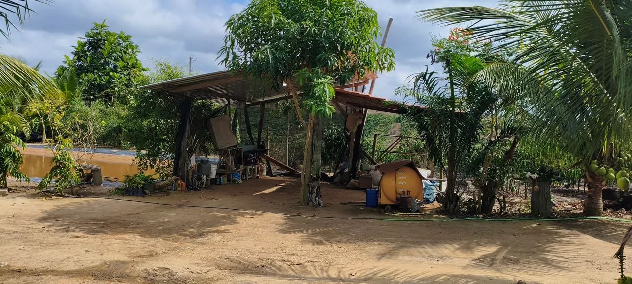 Sítio/terreno em produção  - Foto 4