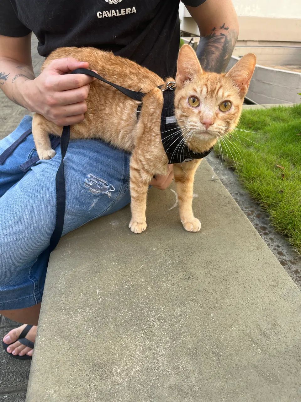 Gato laranja para doação