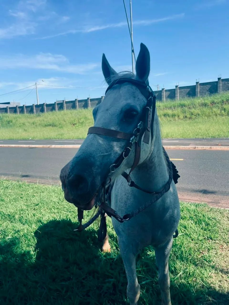 Vendo cavalo quarto de milha - Foto 4