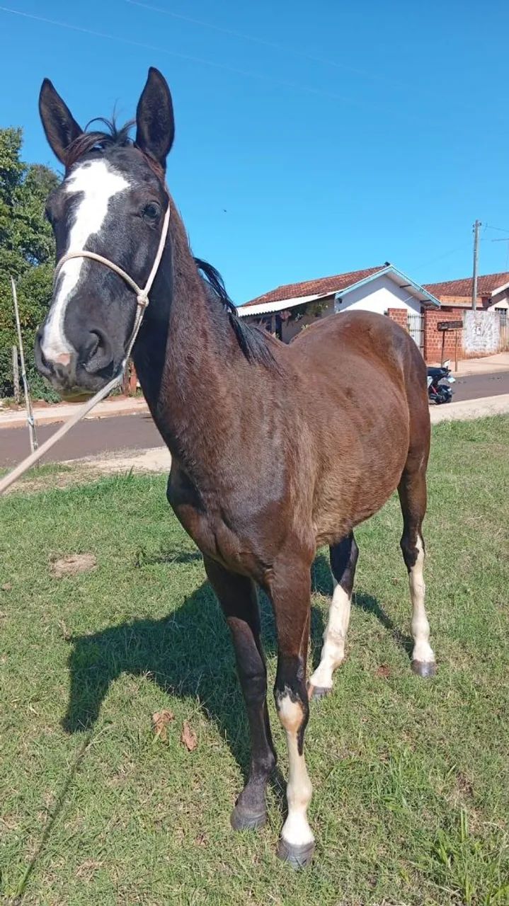 Égua Preta - Foto 3