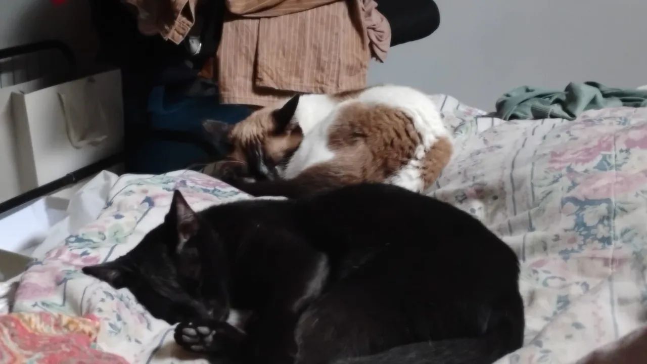 Pets: Doação  - Foto 2