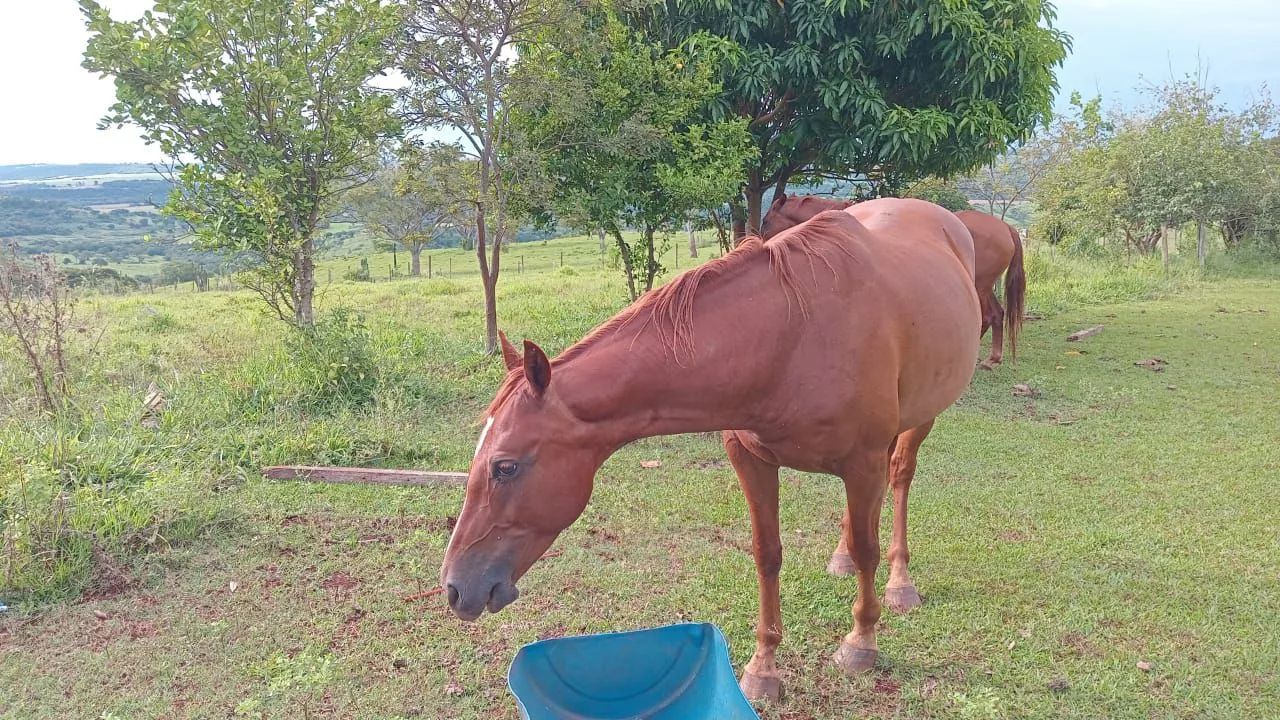 Cavalo - Foto 3