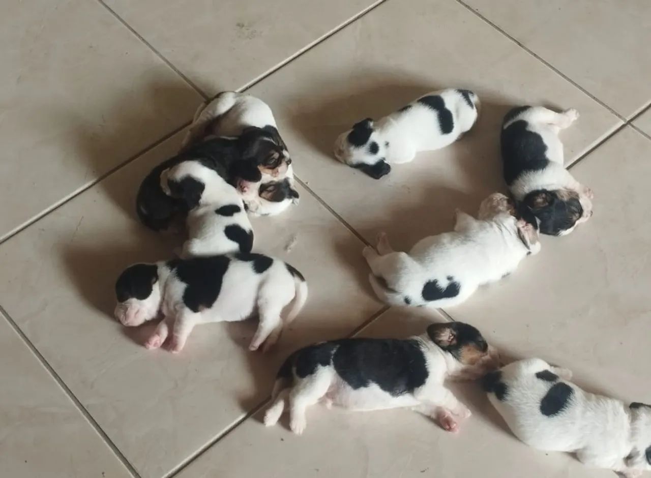 Filhote Beagle disponível $  - Foto 3