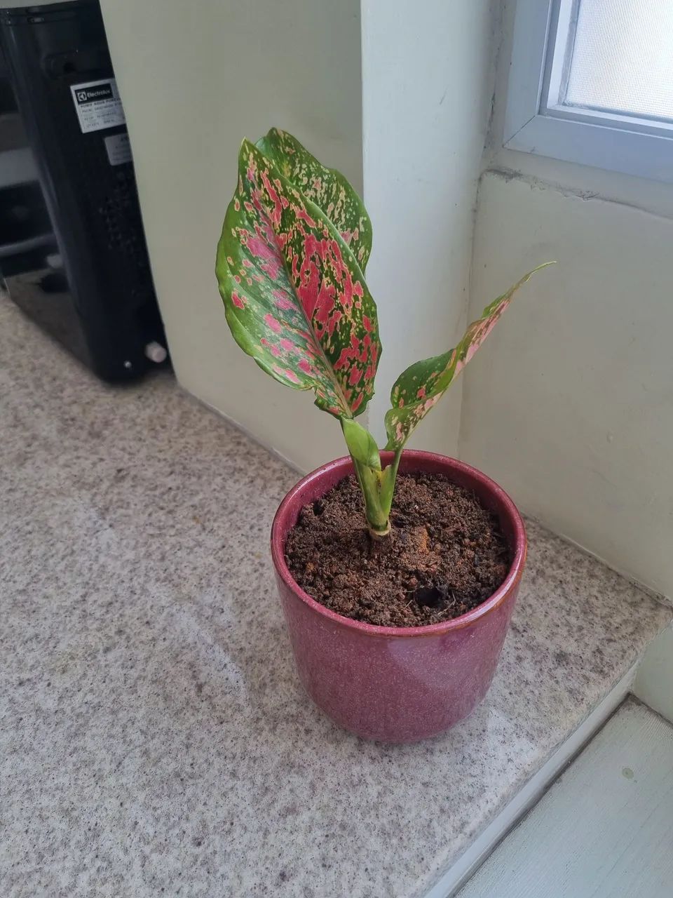 Vaso de planta