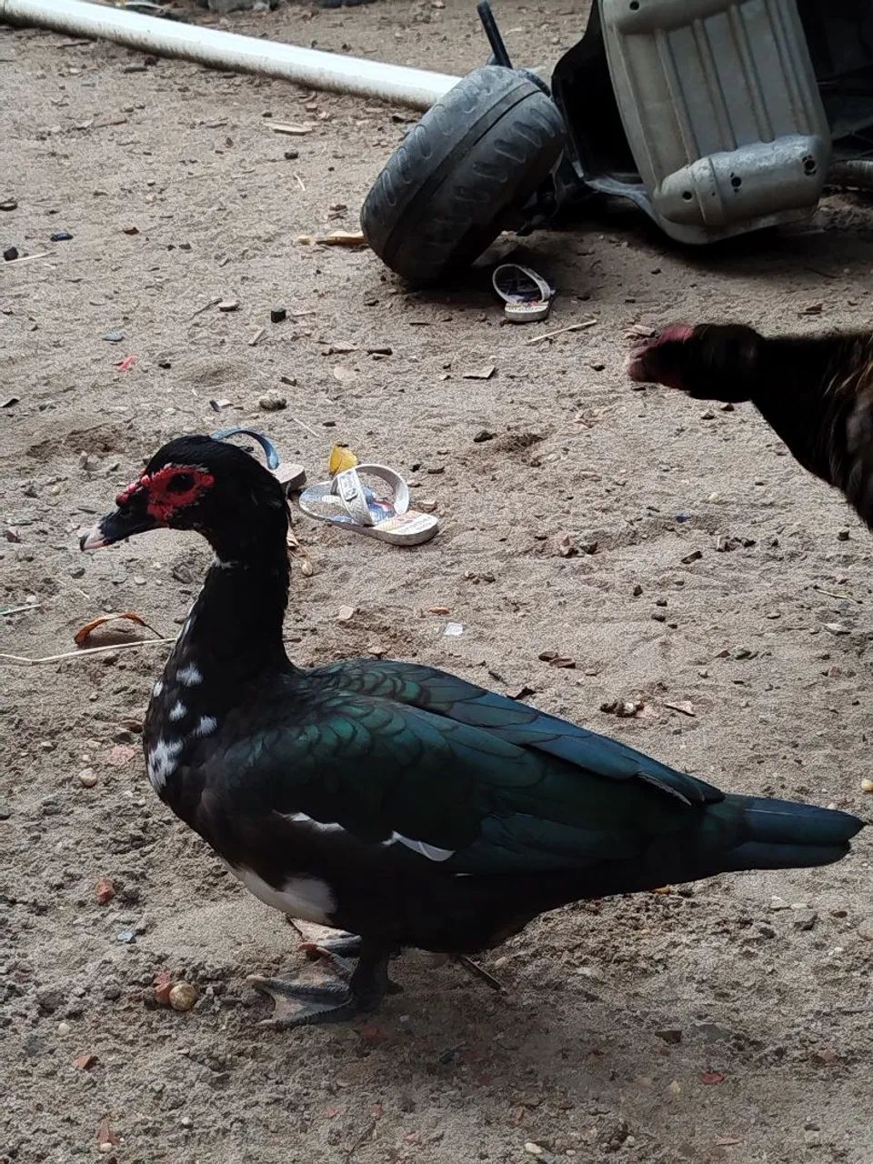 Vendo patos - Foto 2