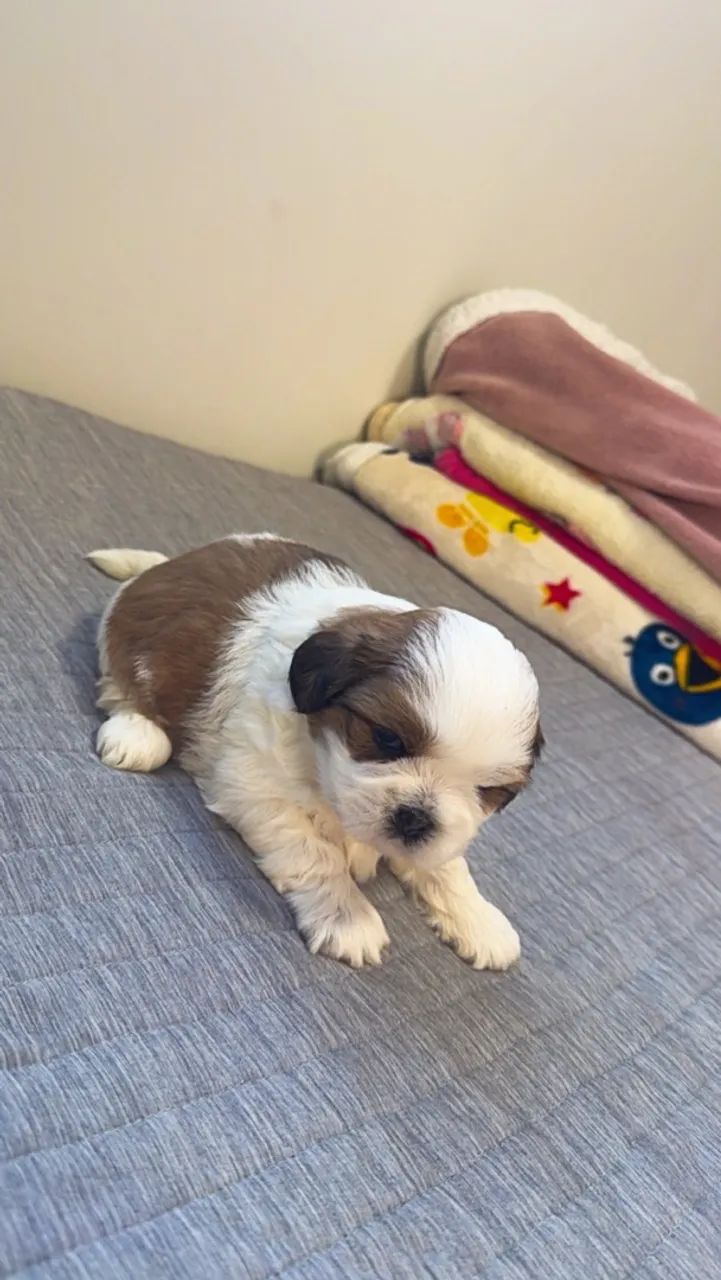 FILHOTE DE LHASA APSO  - Foto 2