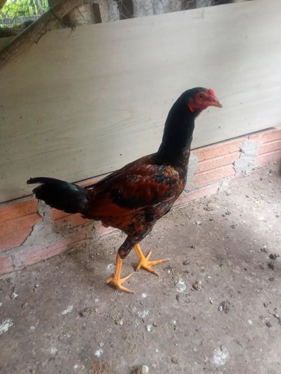 Frango caipira  - Foto 2