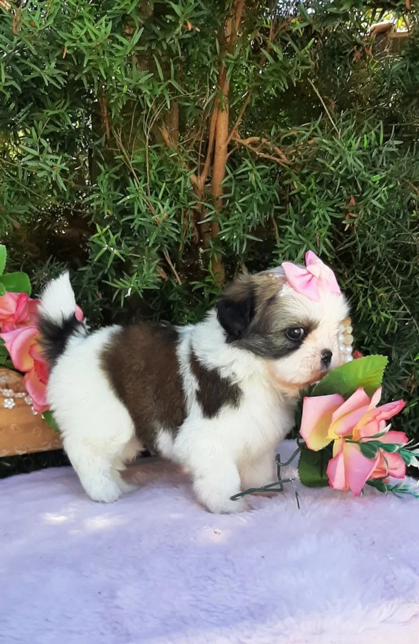 Princesa Shih-tzu  - Foto 2