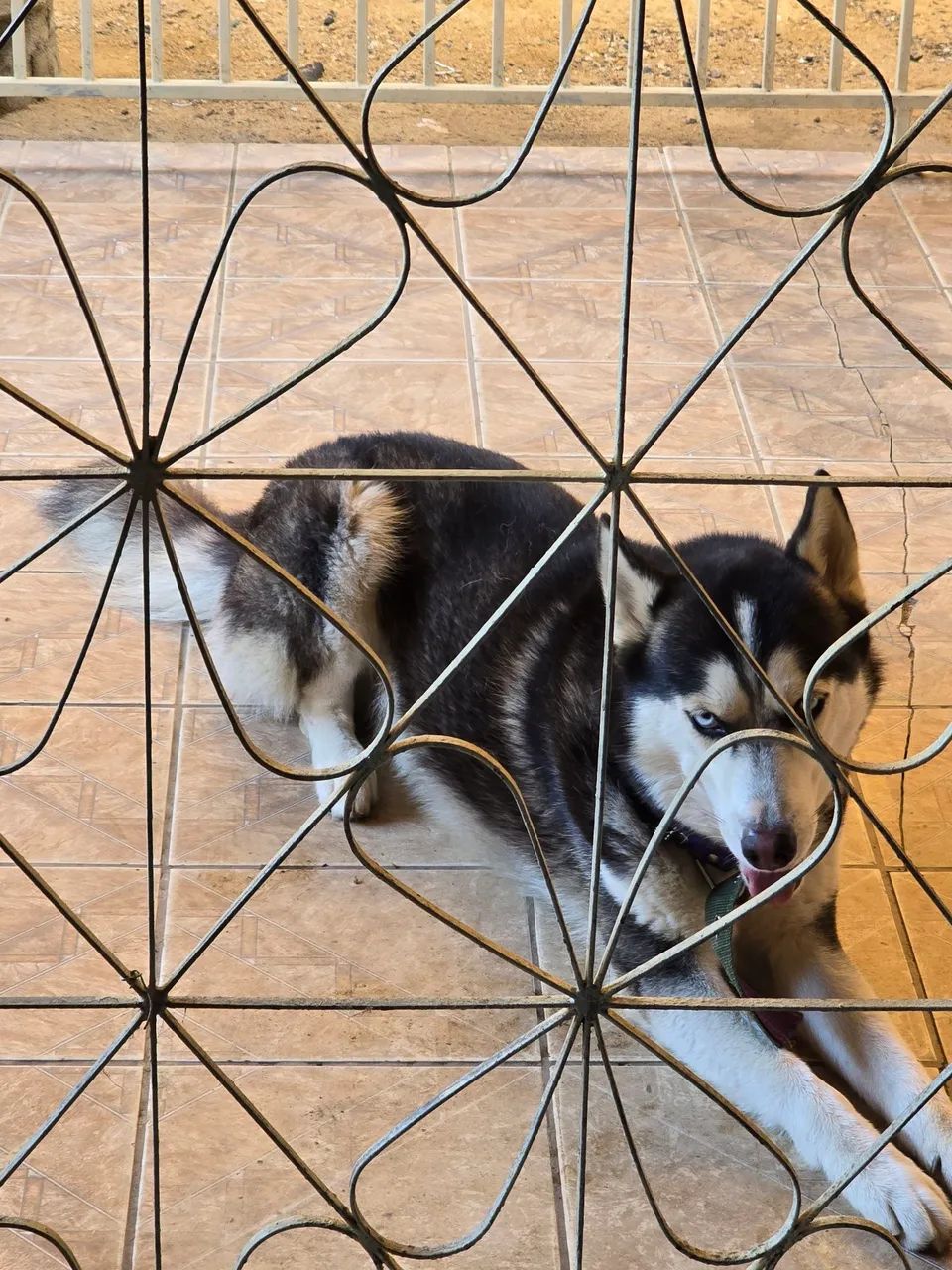 Vende se cachorro - Foto 2