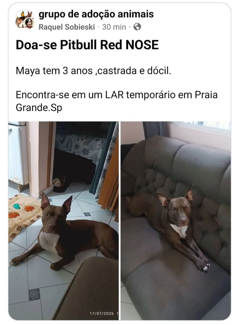 Doa-se Pitbull Red NOSE  - Foto 3
