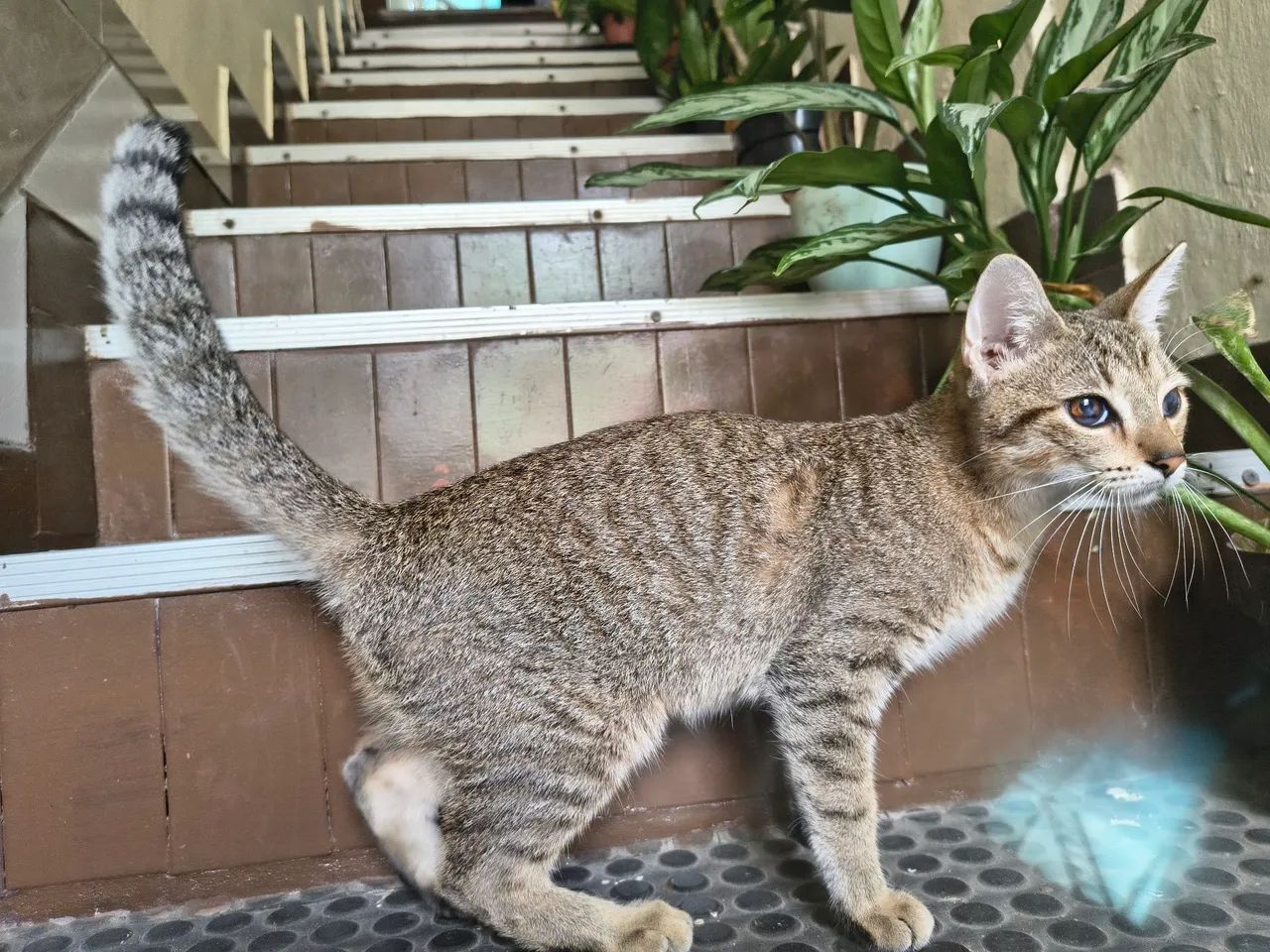 Adoção responsável - gata - Foto 2