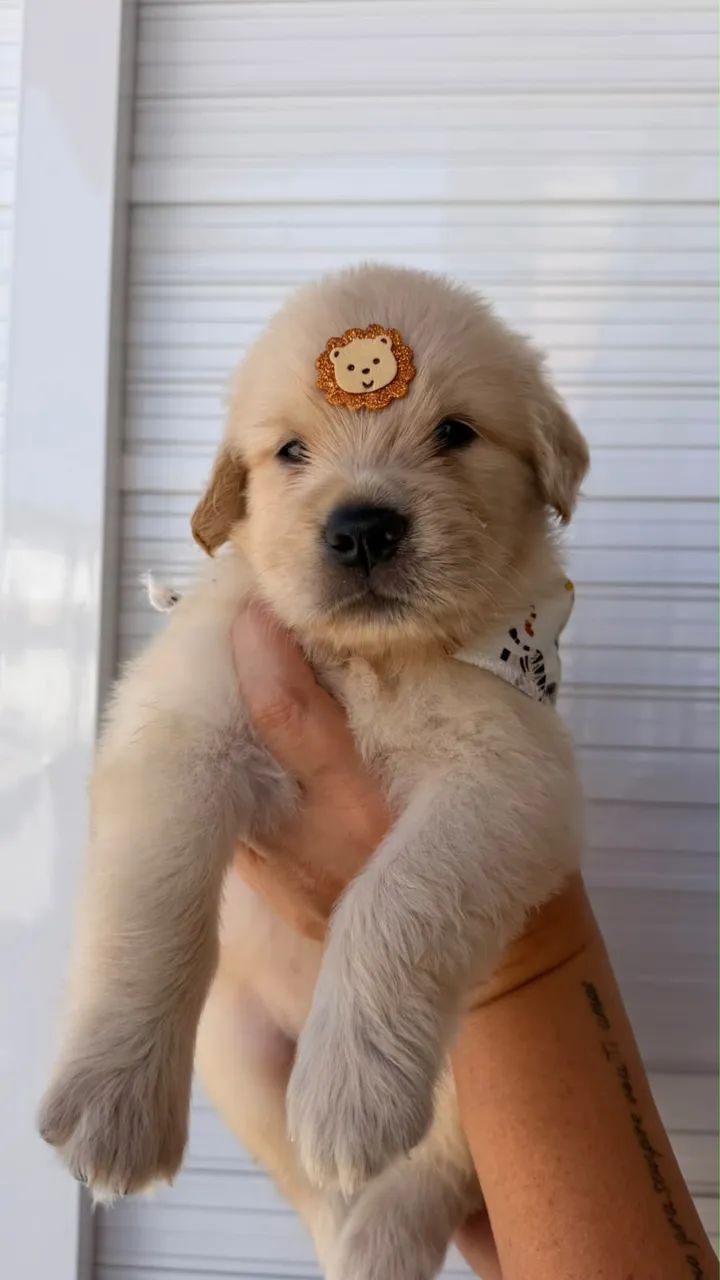 FILHOTES GOLDEN RETRIVER  - Foto 2