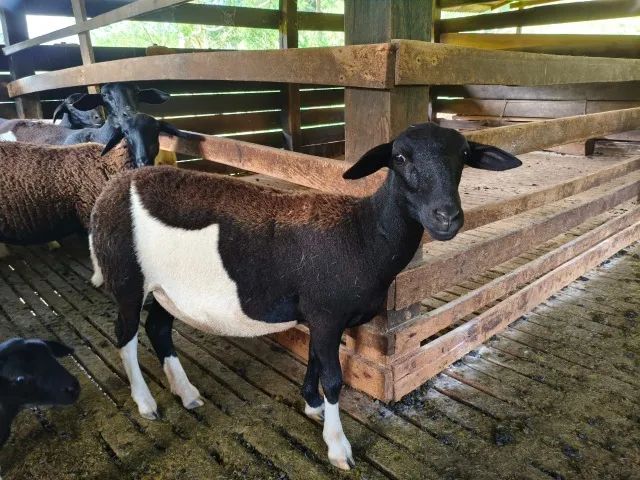 Venda de Ovinos - Dorper e Santa Inês (Mestiços) - Foto 3