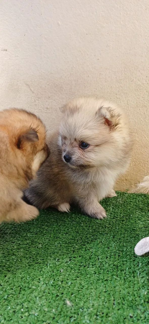 Spitz alemão anão  - Foto 4