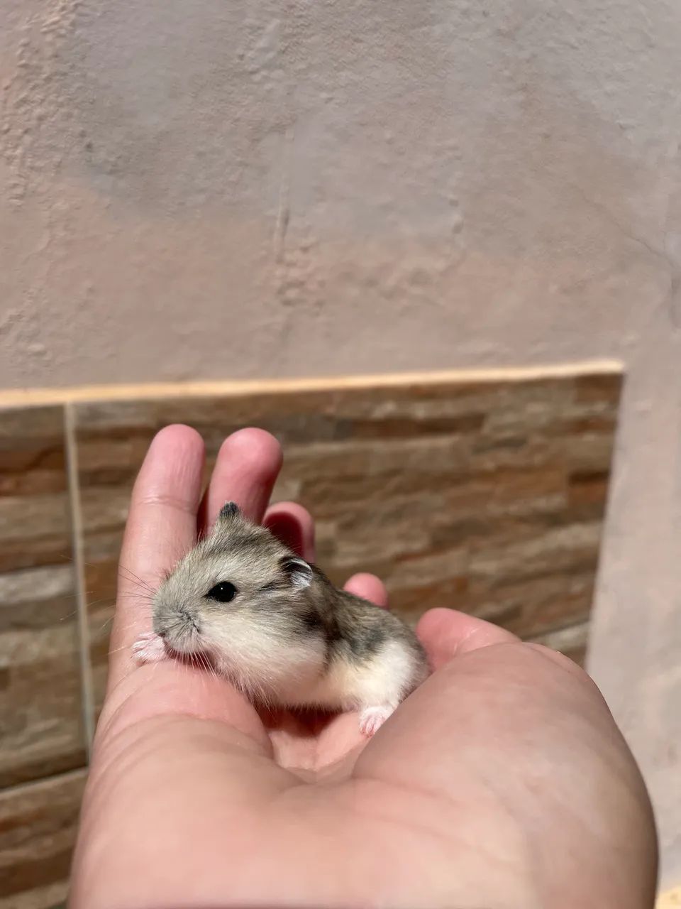 Hamster